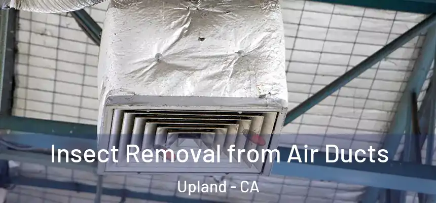 Insect Removal from Air Ducts Upland - CA